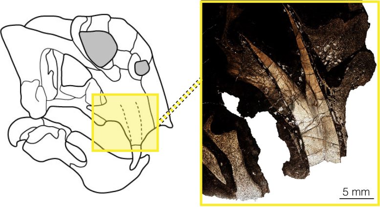 Un ejemplo de un colmillo verdadero en constante crecimiento en el dicinodonte Lystrosaurus. Cuando los investigadores cortan la cara de Lystrosaurus, la raíz de los colmillos se compone de una cavidad pulpar muy abierta que sugiere que la dentina se estaba depositando continuamente. Crédito: Imagen de M. Whitney