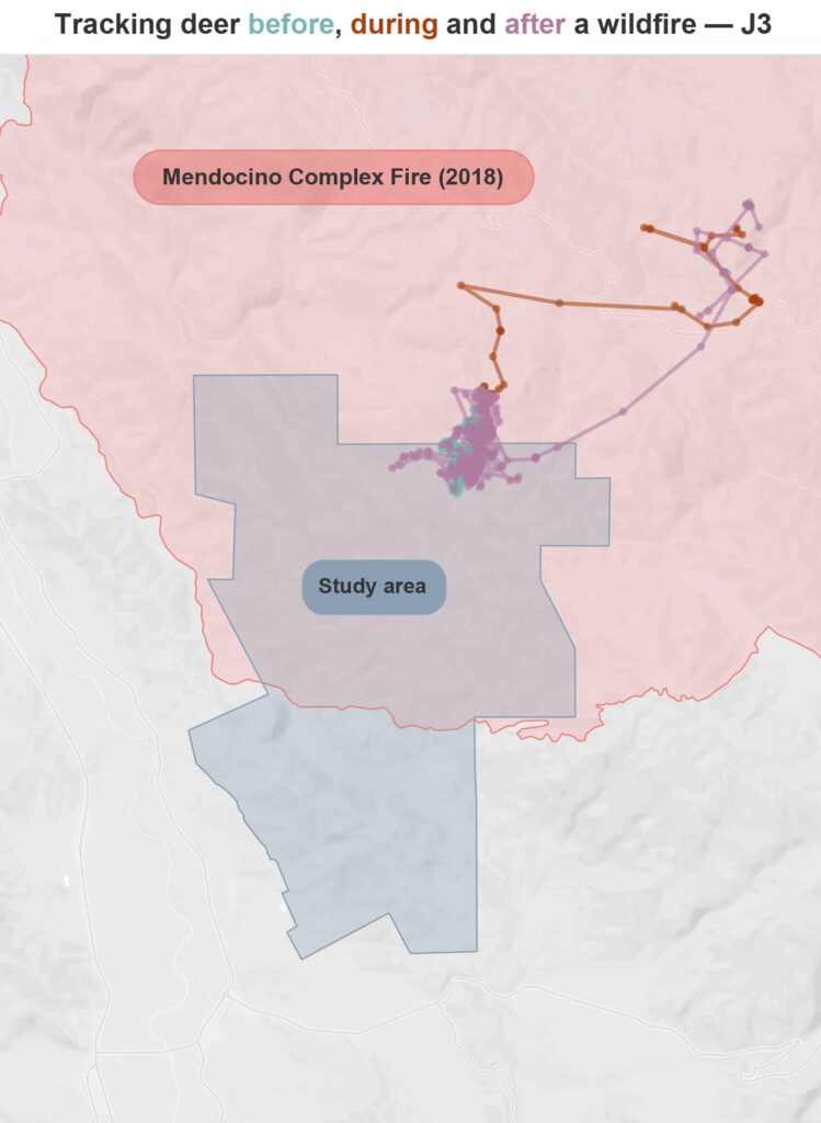 El mapa muestra la ruta de un ciervo (J3) antes, durante y después del incendio del complejo Mendocino. Deja brevemente el área de estudio durante el incendio y luego regresa poco después. Crédito: Rebecca Gourley / Universidad de Washington