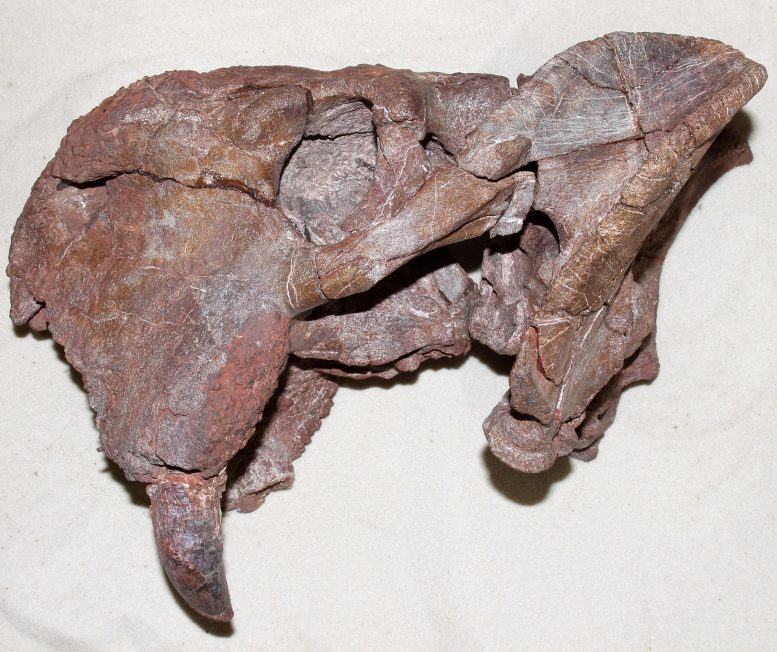 Lado izquierdo del cráneo del dicinodonte Dolichuranus (NMT RB554) de Tanzania. El colmillo grande es visible en la parte inferior izquierda del espécimen. Crédito: Ken Angielczyk