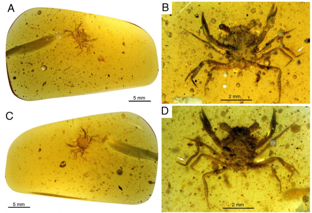 Cangrejo en Ambar de la época de los dinosaurios