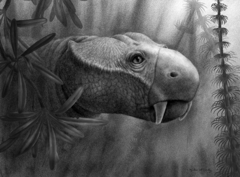 Reconstrucción de la vida del dicinodonte Dicynodon. Aparte de los colmillos en la mandíbula superior, la mayoría de los dicinodontos poseían un pico parecido a una tortuga que usaban para masticar su comida. Imagen de Marlene Hill Donnelly. Crédito: Marlene Hill Donnelly