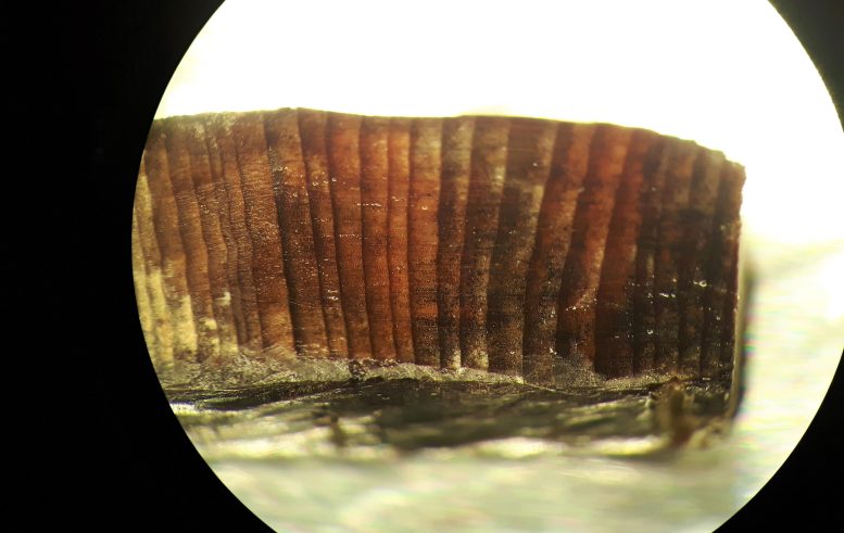 Imagen de microscopio de un fragmento de madera de las capas nórdicas en L'Anse aux Meadows. Crédito: Petra Doeve, Universidad de Groningen 