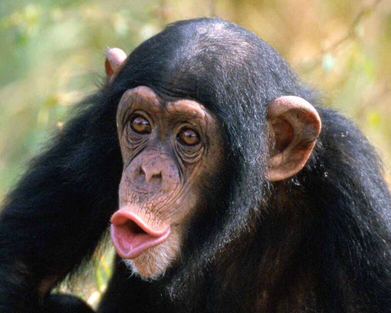 Un chimpancé