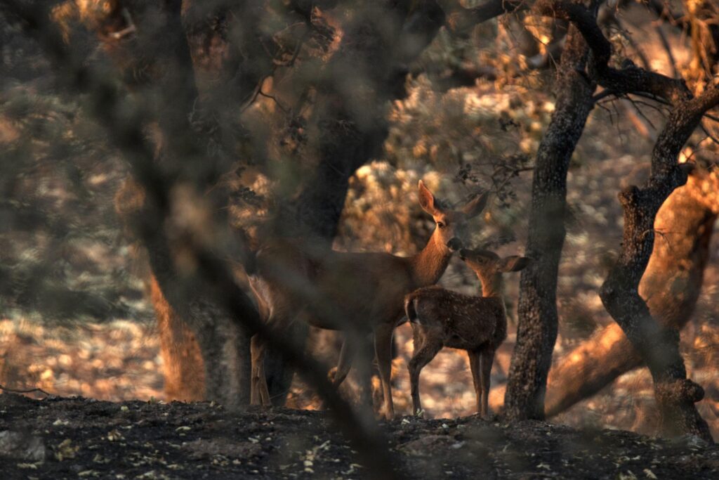 Un venado de cola negra con su cervatillo, visto después del incendio del complejo Mendocino 2018. Crédito: Samantha Kreling