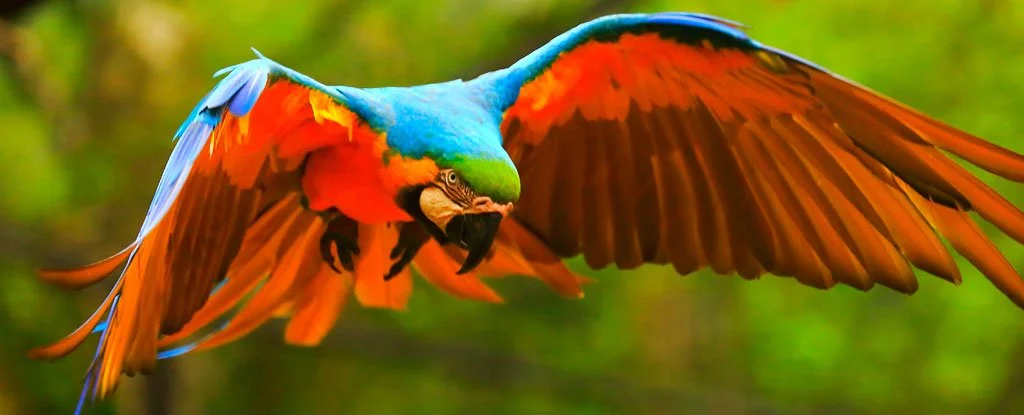 Las aves de la selva amazónica se transforman debido al cambio climático