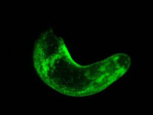 Un gusano entero de la línea transgénica muscular donde las células musculares brillan en verde. Crédito: Lorenzo Ricci