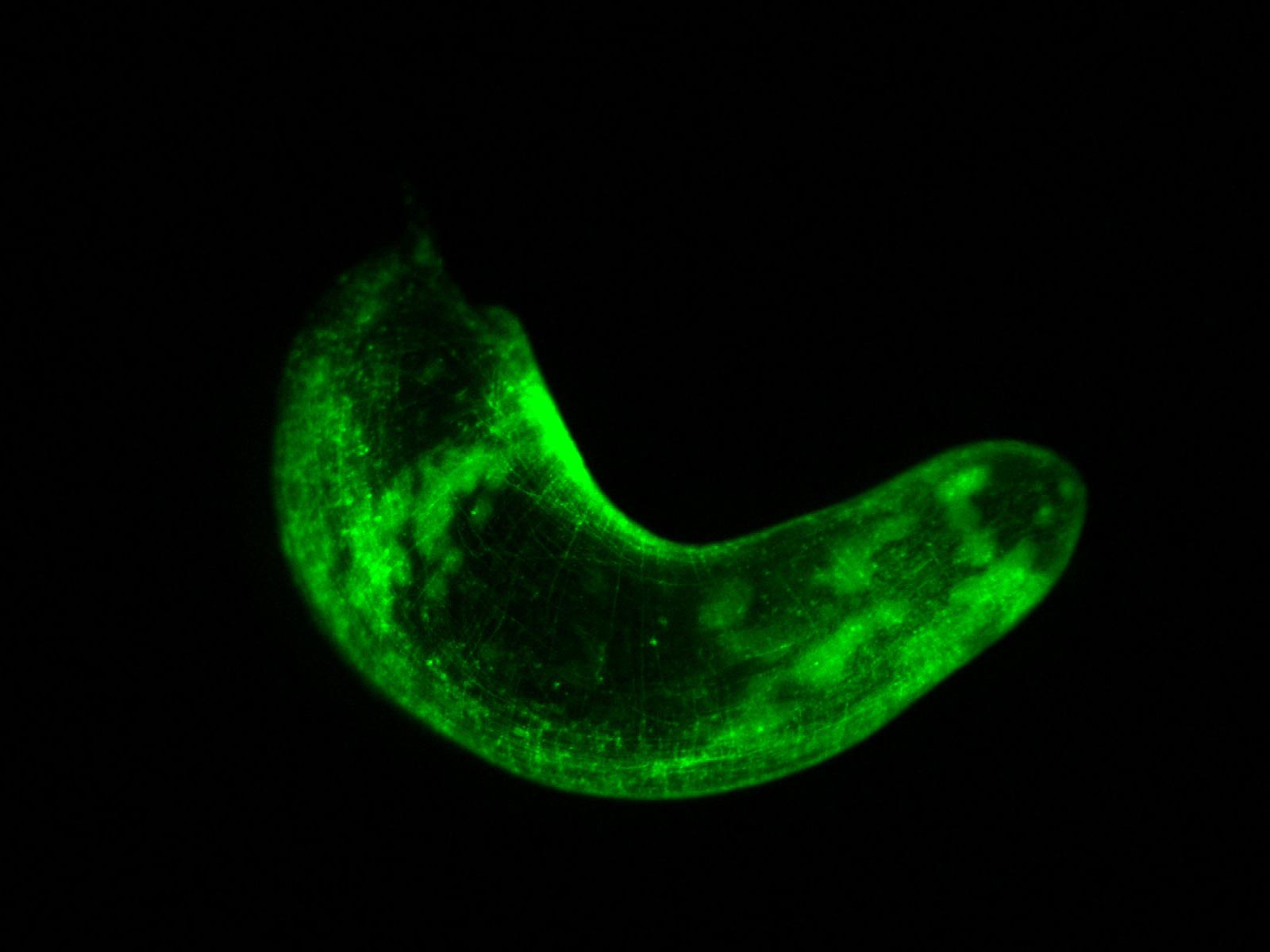 Estudian gusanos que brillan en la oscuridad para aprender los secretos de la regeneración