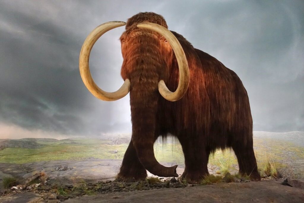 Los mamuts lanudos persistieron en Siberia hasta mediados del Holoceno.