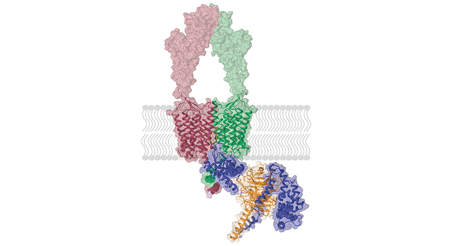 Interpretación de dibujos animados de Cryo-EM de la estructura de un receptor cerebral relacionado con la depresión, que se muestra con su complejo de señalización. El conjunto se llama GPR158-RGS7-G5. Los protómeros GPR158 se muestran en colores verde y frambuesa, RGS7 en azul y G5 en naranja. La bicapa lipídica es gris. Imagen cortesía del laboratorio Martemyanov, Scripps Research Florida.