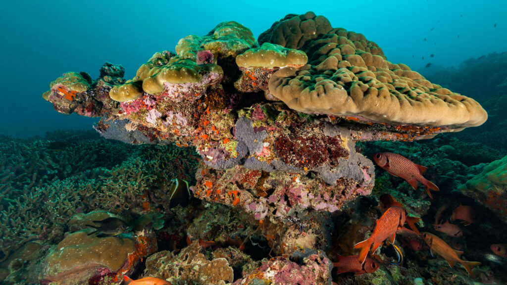 Los corales pueden almacenar pequeñas partículas de plástico en sus esqueletos. En todo el mundo, los corales pueden atrapar hasta el 3 por ciento de todos los microplásticos en las aguas poco profundas circundantes cada año, estiman los científicos.