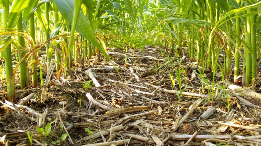Las bacterias convierten la biomasa vegetal, como la materia orgánica del maíz, en suelo, lo que aumenta la fertilidad del suelo y almacena carbono en el suelo. Crédito: Dan Buckley