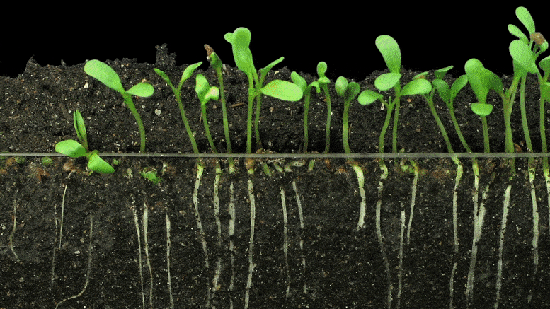 Animación en un lapso de tiempo del crecimiento de los brotes de alfalfa (incluidas las raíces y las hojas) para representar un crecimiento rápido de la planta.