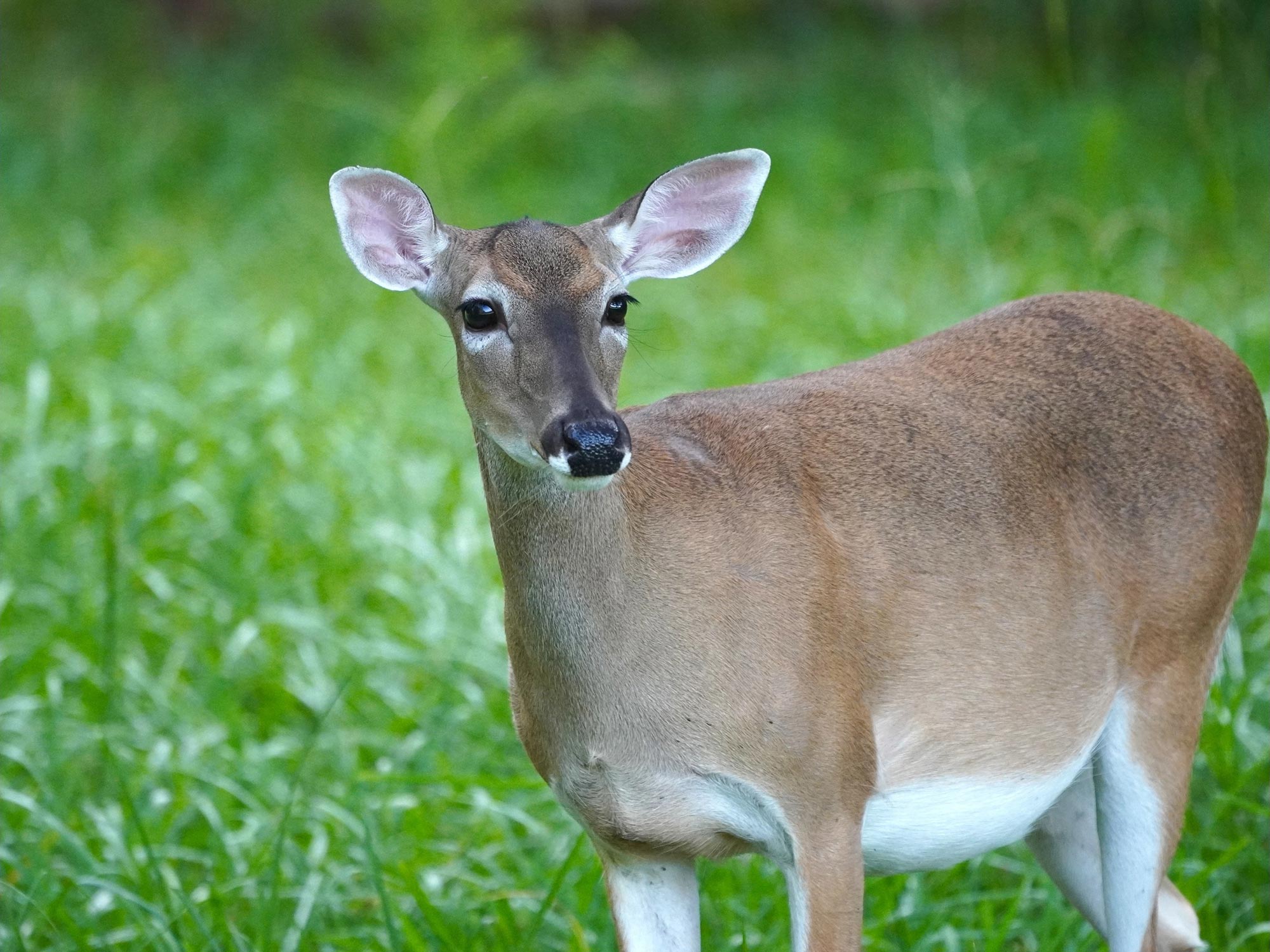 Venado de Cola Blanca