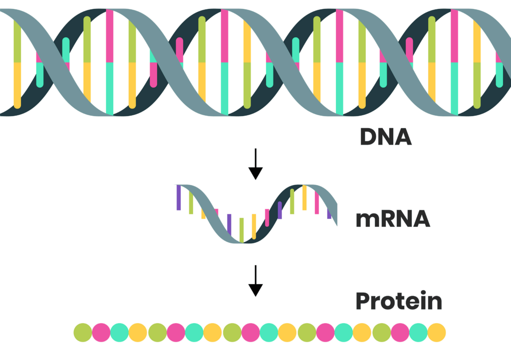 Al cambiar la secuencia de ARNm en una vacuna, los investigadores pueden cambiar la proteína productora de anticuerpos que codifica para que coincida mejor con las nuevas variantes.