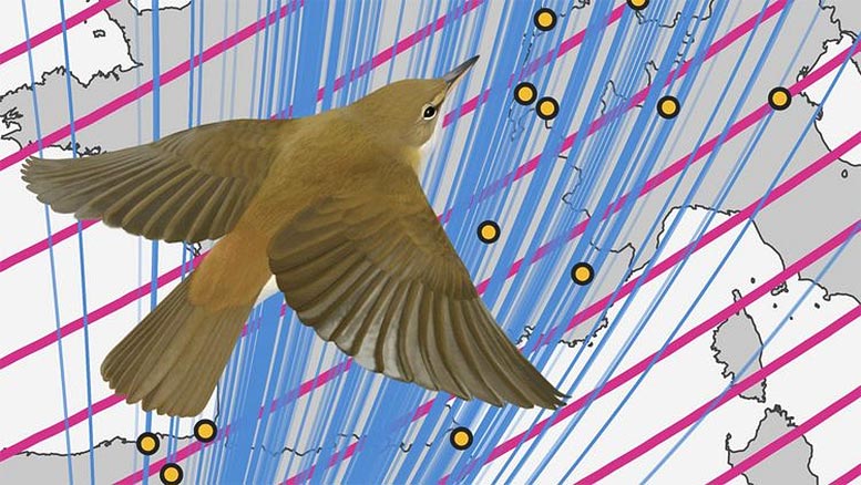 Durante su migración, las currucas de caña utilizan la información magnética como una 'señal de alto'; en particular, la inclinación magnética les dice a las aves que han llegado a su destino. Crédito: Thomas Miller