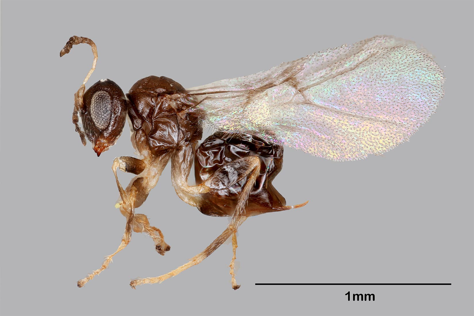 Neuroterus Valhalla: los biólogos descubren nuevas y extrañas especies de avispas