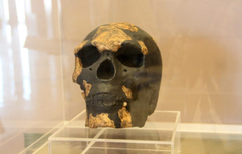 Reproducción del cráneo Omo-Kibish, Musée des Civilizations Noires de Dakar (Sénégal). Crédito: GuillaumeG