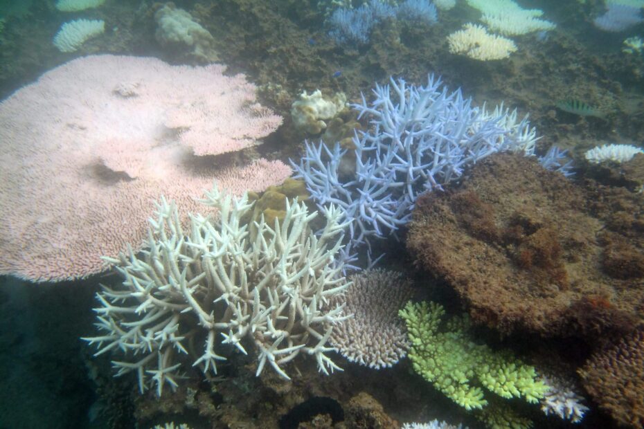 Blanqueo de los corales