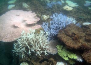 Blanqueamiento de corales en Okinawa, Japón. Crédito: Beger Lab