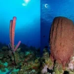 Diferentes tipos de esponjas en el océano. A. Chondrilla caribensis (incrustante), b. Aplysina archeri (tubo), c. Verongula gigantea (jarrón), d. Xestospongia muta (barril). Crédito: Benjamin Müller