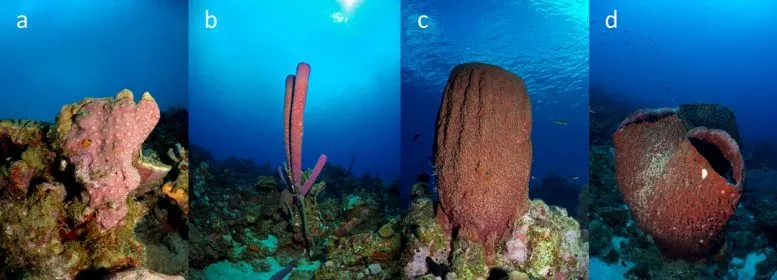 Diferentes tipos de esponjas en el océano. A. Chondrilla caribensis (incrustante), b. Aplysina archeri (tubo), c. Verongula gigantea (jarrón), d. Xestospongia muta (barril). Crédito: Benjamin Müller